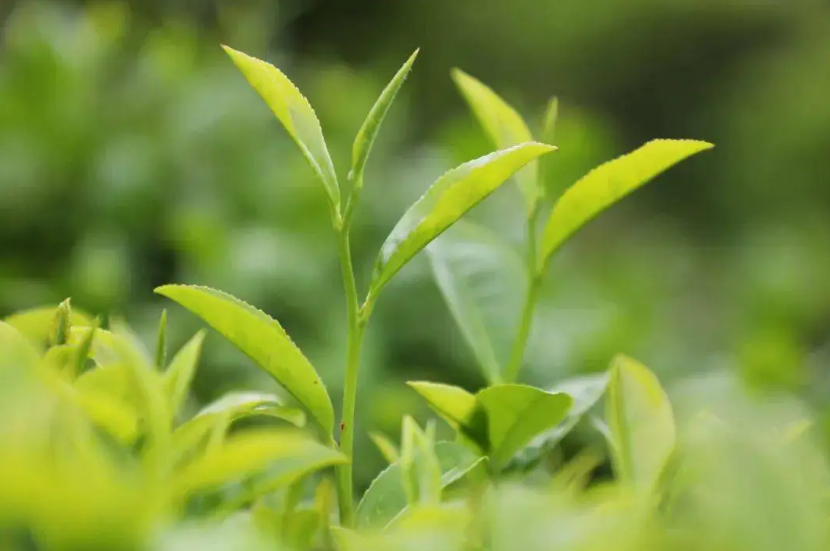 “一芽一葉”高端茶葉能否實(shí)現(xiàn)機(jī)器人采摘？這家龍頭茶企來(lái)深拓智能考察交流